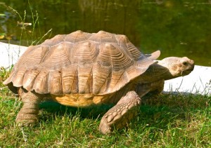 6339Aldabra_giant_tortoise