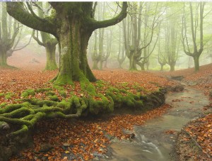 moss-covered-tree-roots-spain